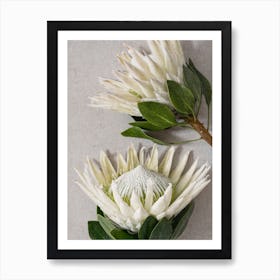 White Protea Flowers Art Print