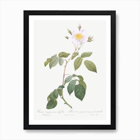 Big Leaved Climbing Rose, Pierre Joseph Redoute Art Print