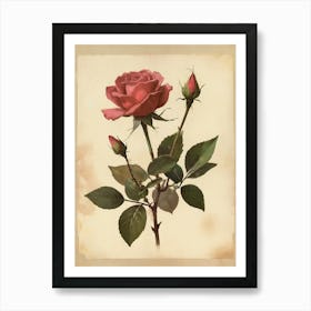 Vintage Of Herbarium Rose Art Print