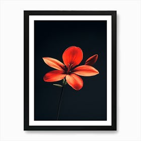 Red Flower On Black Background 1 Art Print