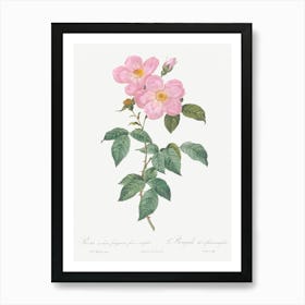 Single Tea Scented Rose, Pierre Joseph Redoute Art Print