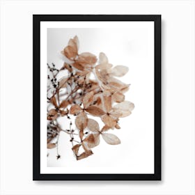 Snowy Hydrangea Flowers Art Print
