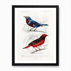 Different Types Of Birds, Charles Dessalines D'Orbigny 28 Art Print