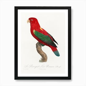 The Chattering Lory From Natural History Of Parrots, Francois Levaillant Art Print