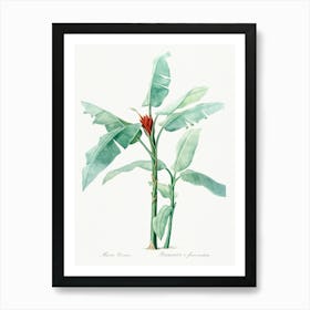 Scarlet Banana Illustration From Les Liliacées (1805), Pierre Joseph Redoute Art Print