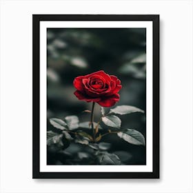 Red Rose 15 Art Print