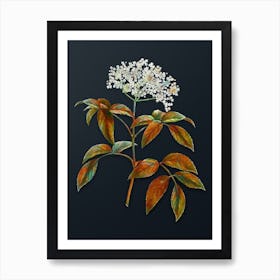 Vintage Elderberry Flowering Plant Botanical Watercolor Illustration on Dark Teal Blue n.0664 Art Print