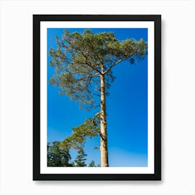 Pine Tree — Stock Photo Art Print