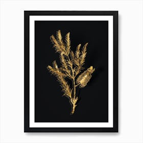 Vintage Swamp Paperbark Branch Botanical in Gold on Black n.0270 Art Print