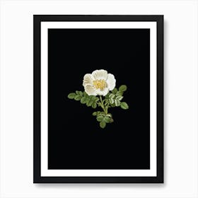 Vintage White Burnet Rose Botanical Illustration on Solid Black n.0785 Art Print