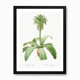 Eucomis Regia, Pierre Joseph Redoute Art Print