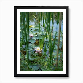 Water lily and leaves in a pond Art Print