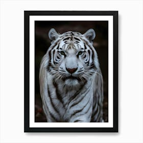 White Tiger 4 Art Print