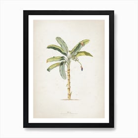 Vintage Ehret 3 Musae Maculato Art Print