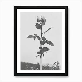 Rose Flower Photo Collage 4 Art Print