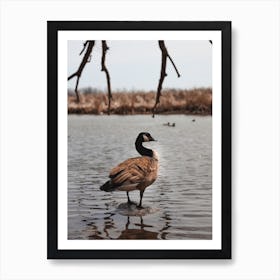 Goose On Lake Art Print