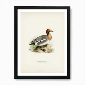 Eurasian Wigeon, The Von Wright Brothers Art Print