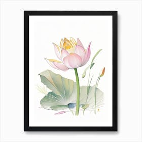 Lotus Flower In Garden Pencil Illustration 3 Art Print