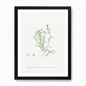 Mesembryanthemum Nodiflorum, Pierre Joseph Redoute 1 Art Print