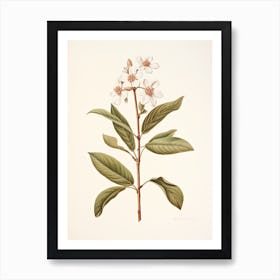 Cinnamon Vintage Botanical Herbs 3 Art Print