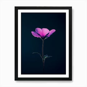 Single Flower On Dark Background Art Print