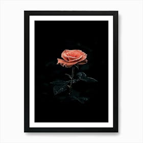 Dark Rose 93 Art Print