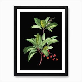 Vintage Greek Strawberry Tree Botanical Illustration on Solid Black n.0148 Art Print