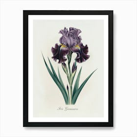 Iris Germanica Botanical Illustration - Elegant Floral Art Print. A refined botanical illustration of the Iris Germanica, with rich purple petals and intricate detailing. This timeless piece adds a touch of elegance and natural beauty to any decor.
Ideal for a living room, office, or bedroom, enhancing the space with classic botanical sophistication. Art Print