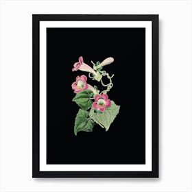 Vintage Blushing Lophospermum Flower Botanical Illustration on Solid Black n.0163 Art Print