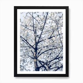 Blossom Tree In Spring Art Print