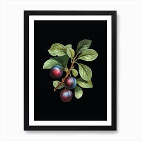 Vintage Cherry Plum Botanical Illustration on Solid Black Art Print