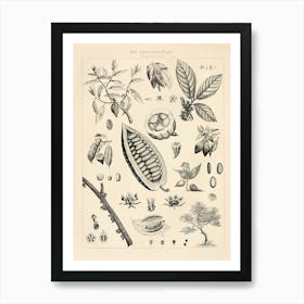 Cacao Vintage Illustration Art Print