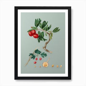 Vintage Red Thorn Apple Botanical Art on Mint Green n.0836 Art Print