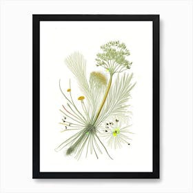 Fennel Seeds Spices And Herbs Pencil Illustration 6 Art Print