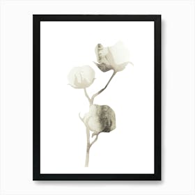 Cotton Flower Art Print