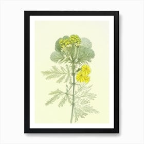 Tansy Herb Pencil Colour Art Print