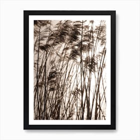 Grasses In The Golden Sunset Art Print