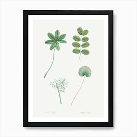 Tree Leaf Set from La Botanique de J. J. Rousseau, Pierre Joseph Redoute Art Print