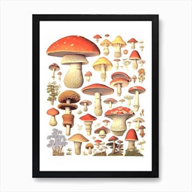 Vintage Mushrooms 5 Art Print