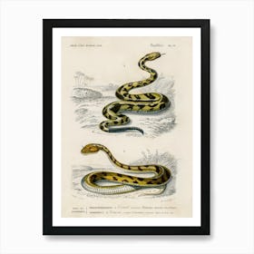 Rattlesnake (Crotale) And Saharan Horned Viper (Cerastes), Charles Dessalines D' Orbigny Art Print