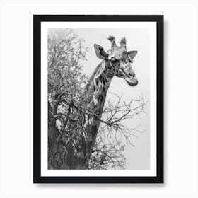 Giraffe With Their Head In The Branches Pencil Drawing 1 Art Print