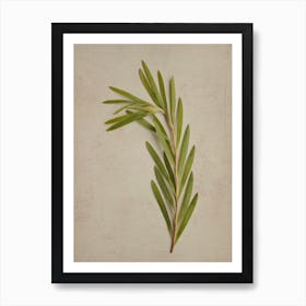 Fynbos 4 Art Print