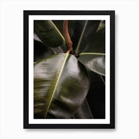 Ficus Bubu Art Print