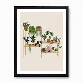 Plants On Shelf Art Print