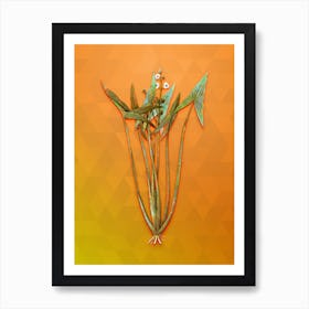 Vintage Arrowhead Botanical Art on Tangelo n.0570 Art Print