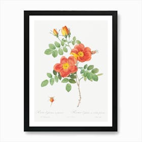 Austrian Copper Rose, Pierre Joseph Redoute Art Print