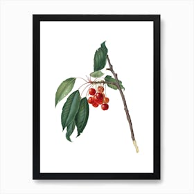 Vintage Cherry Botanical Illustration on Pure White n.0298 Art Print