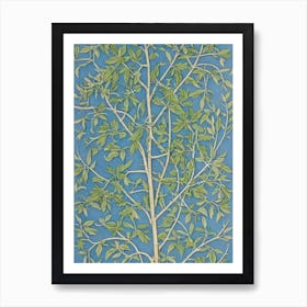 Box Elder tree Vintage Botanical Art Print