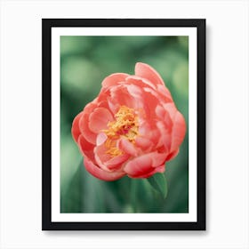 Coral Charm Peony Art Print