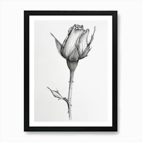 English Rose Blooming Line Drawing 1 Art Print